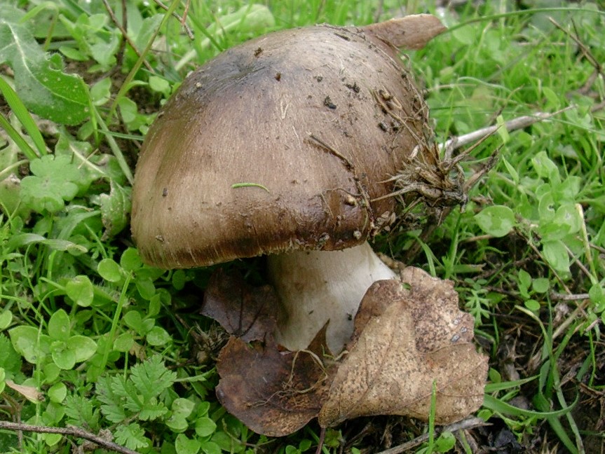 501 Novembre vecchio ritrovamento